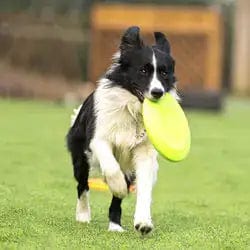 premiumpetshop Dog Rubber Flying Disc